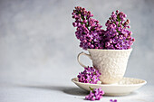 Bouquet of purple lilacs in a ceramic cup