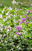 Bowman's root (Gillenia trifoliata) and Chinese meadow rue (Thalictrum delavayi) in the garden