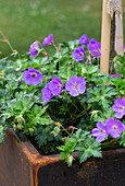 Cranesbill in a rusty container