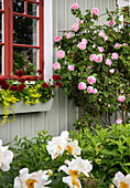 Flower box and climbing roses on gray painted house exterior