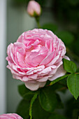 Climbing English rose 'Constance Spry
