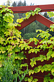 Common hop (Humulus lupulus aureus), foliage ornamental plant in front of wooden plank