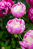 Pinkfarbene Pfingstrosen (Paeonia) ‘Bowl of Beauty' im Garten