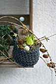 A budding hyacinth with moss and twigs in a crocheted basket