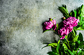 Frame with peony flowers on concrete background