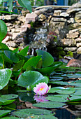 Pond with pink water lily 'Hollandia'