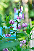 Martagon Lily (Lilium martagon)