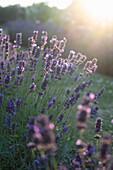 Flowering lavender in the garden (Lavandula angustifolia)