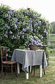 Purple lilac in a basket on a table with a linen cover and two chairs by the lilac bush in the garden