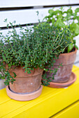 Herb pots with oregano and basil
