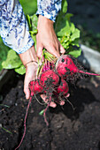 Freshly harvested beetroot from the garden bed