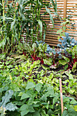 Vegetable and herb garden with chard, corn and bush beans in midsummer