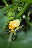 Courgette flower (Cucurbita pepo) in the home garden in summer