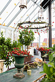 Chandelier decorated with rosemary and rosehip branches in the greenhouse