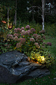 Illuminated rock surrounded by rhododendron, lilac hydrangea and Japanese stewartia