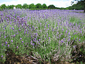 Flowering lavender field (Lavandula angustifolia)