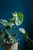 Monstera against blue wall