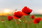 Red poppies at sunset