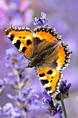 Thistle butterfly in lavender, butterfly