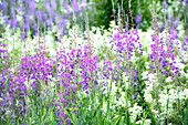Wildflowers in meadow in purple, white and green