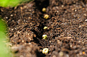 Bean seeds in the soil