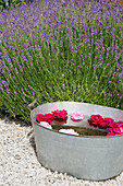 Zinc tub with floating flowers and flowering lavender in the courtyard