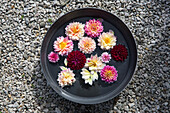 Water bowl with floating dahlia blossoms on gravel ground