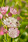 Masterworts (Astrantia), flower portrait with bee in meadow