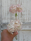 Blüten der Ballhortensie (Hydrangea arborescens Candybelle 'Marshmallow')