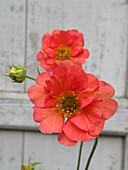 Flowering carnation root (Geum 'Coral Tempest')