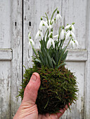 Snowdrops (Galanthus) with moss ball