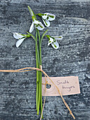 Snowdrop (Galanthus 'South Hayes')
