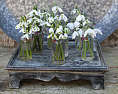 Snowdrops (Galanthus), small bouquets in vases