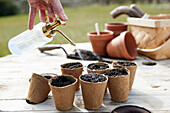 Presprouting small seeds in pots