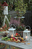 Autumnal decorated table with lanterns, ornamental apples, heather (Erica), pumpkin and mock berry (Gaultheria)