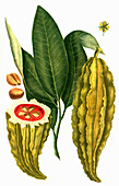 Theobroma cacao, cacao tree and the cocoa tree, Digitally retouched illustration