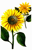 Herbst-Chrysantheme (Chrysanthemum indicum), digital retuschierte Illustration