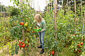 Blonde woman harvesting tomatoes in the garden