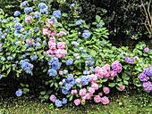 Pink and blue hydrangea in the garden, (Hydrangea)