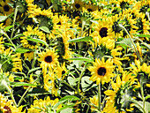 Blühende Sonnenblumen im Feld (Helianthus annuus)