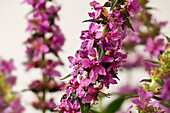 Common loosestrife (Lythrum salicaria), branch with flowers