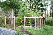 Eingezäuntes Sommerbeet mit Sonnenblumen im Garten