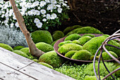 Bed with pincushion moss
