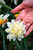 Daffodil 'Irene Copeland', cream-white flowering