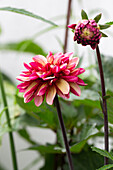 Dahlia 'Senior's Hope' (Dahlia), flower and bud