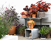 Pot plants in warm rust-brown tones on the terrace, colorful Coleus nettle (Coleus Blumei)