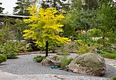 Herbstliche Gold-Robinie (Robinia pseudoacacia) 'Frisia' im Kiesgarten