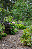 Perennials and shrubs along the garden path with wood chips