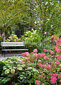 Pink flowering hydrangeas (Hydrangea), in the background garden square with bench