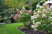 Panicle hydrangea (Hydrangea Paniculata) 'Limelight' and hydrangea (Hydrangea) 'Pinky Winky' in the garden